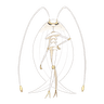 Pheromosa